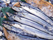 鮮魚厚岸のサンマ（10尾）写真２