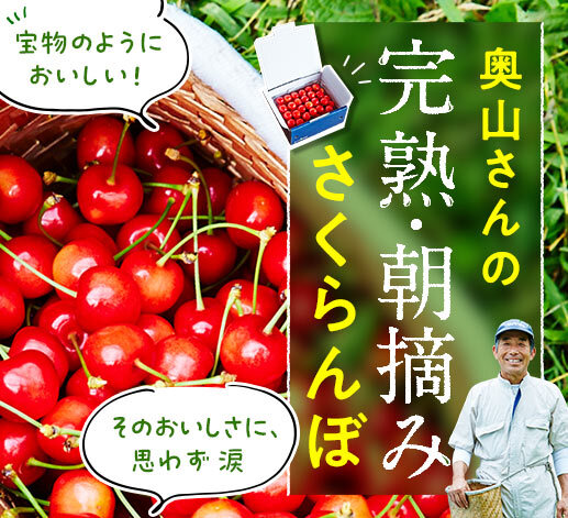 贈り物におすすめ。達人奥山さんが育てた完熟、朝摘みさくらんぼ